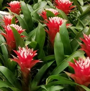 Meet your Posher, Armin